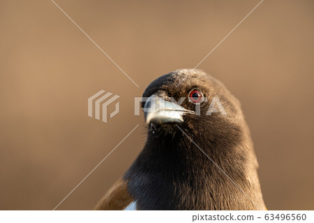 bird eye view sharp focused closeup with details in feathers. Rufous treepie or Dendrocitta vagabunda at ranthambore national park or tiger reserve, rajasthan, india bird eye view sharp focused closeup with details in feathers. Rufous treepie or Dendrocitta vagabunda at ranthambore national park or tiger reserve, rajasthan, india 63496560