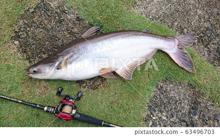 in魚捕魚 in魚捕魚 63496703