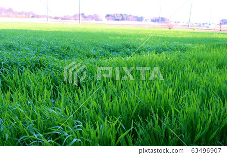 穆吉,若葉,春天,農村,三角洲的樹木,景觀 穆吉,若葉,春天,農村,三角洲的樹木,景觀 63496907