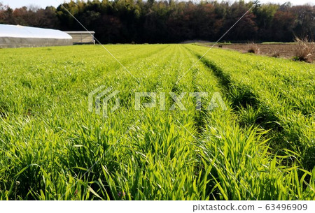 穆吉，若葉，春天，農村，三角洲的樹木，景觀 63496909