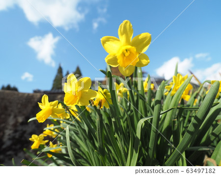 Narcissus 63497182