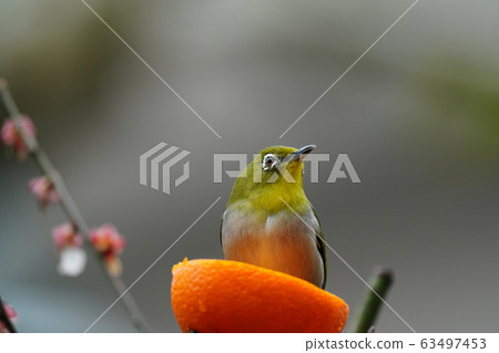 The cloudy weather, occasional rain, white-eye and Ehime oranges are delicious, and Iyo and plum blossoms The cloudy weather, occasional rain, white-eye and Ehime oranges are delicious, and Iyo and plum blossoms 63497453