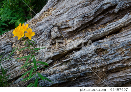 Peruvian lily Alstroemeria aurea and tree trunk. Peruvian lily Alstroemeria aurea and tree trunk. 63497497