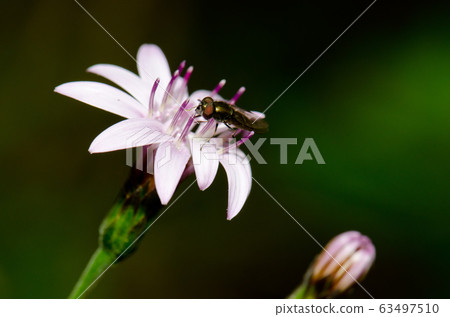 Fly on a flower of Perezia recurvata. 63497510