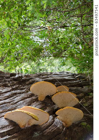 Mushrooms on a dead tree in a forest. Mushrooms on a dead tree in a forest. 63497541