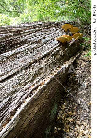 Mushrooms on a dead tree in a forest. 63497545