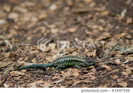 Orange-bellied lizard Liolaemus pictus in the Conguillio National Park. Orange-bellied lizard Liolaemus pictus in the Conguillio National Park. 63497546