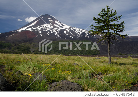 Monkey puzzle tree Araucaria araucana and Llaima volcano. Monkey puzzle tree Araucaria araucana and Llaima volcano. 63497548