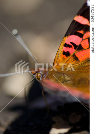 Chilean lady Vanessa terpsichore feeding on soil minerals. Chilean lady Vanessa terpsichore feeding on soil minerals. 63497555