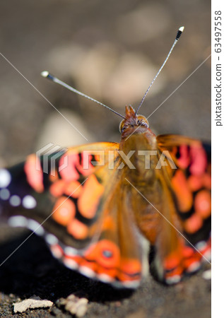 Chilean lady Vanessa terpsichore feeding on soil minerals. 63497558