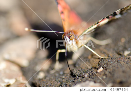 Chilean lady Vanessa terpsichore feeding on soil minerals. 63497564