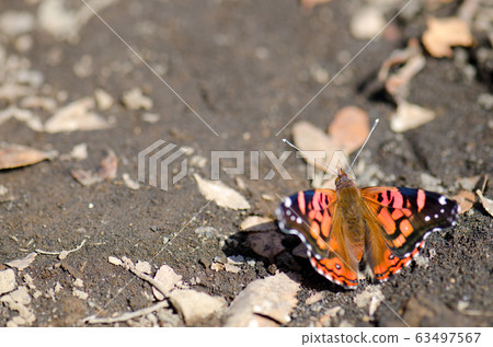 Chilean lady Vanessa terpsichore feeding on soil minerals. Chilean lady Vanessa terpsichore feeding on soil minerals. 63497567