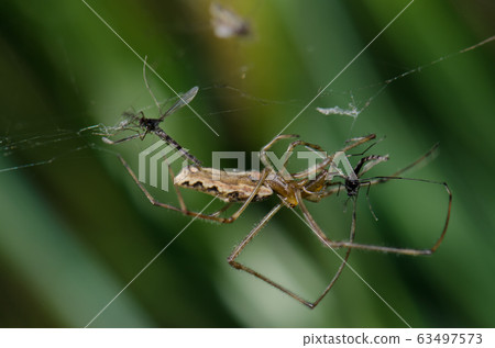 Spider Tetragnatha extensa in the Captren lagoon. Spider Tetragnatha extensa in the Captren lagoon. 63497573
