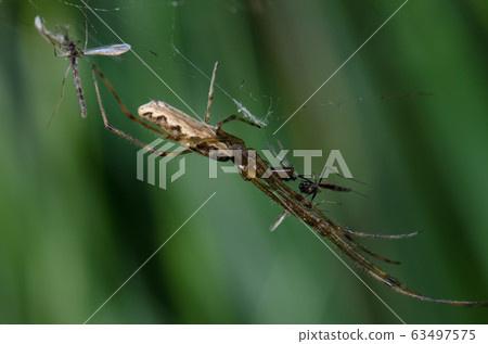 Spider Tetragnatha extensa in the Captren lagoon. 63497575