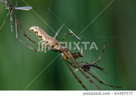 Spider Tetragnatha extensa in the Captren lagoon. 63497577