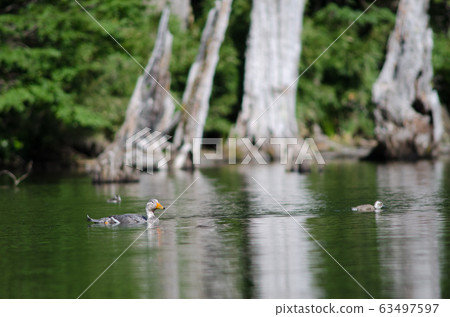 Flying steamer ducks Tachyeres patachonicus in a lagoon. 63497597
