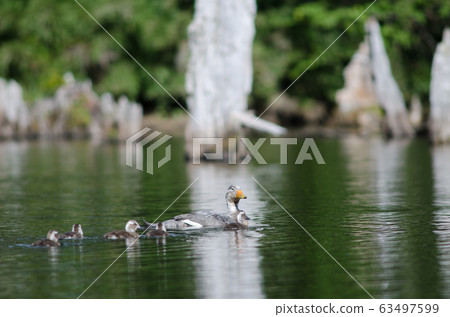 Flying steamer ducks Tachyeres patachonicus in a lagoon. Flying steamer ducks Tachyeres patachonicus in a lagoon. 63497599