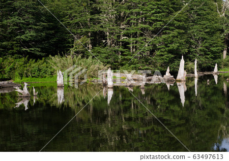 Captren lagoon in the Conguillio National Park. 63497613