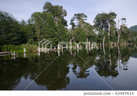 Captren lagoon in the Conguillio National Park. 63497614