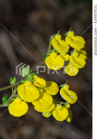 Flowers of lady's purse Calceolaria sp. in the Conguillio National Park. 63497631