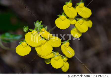 Flowers of lady's purse Calceolaria sp. in the Conguillio National Park. Flowers of lady's purse Calceolaria sp. in the Conguillio National Park. 63497637