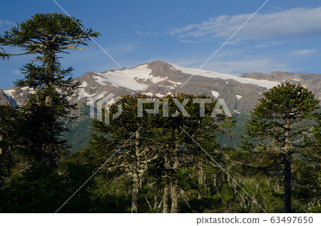 Forest of monkey puzzle tree and mountain range in the background. Forest of monkey puzzle tree and mountain range in the background. 63497650