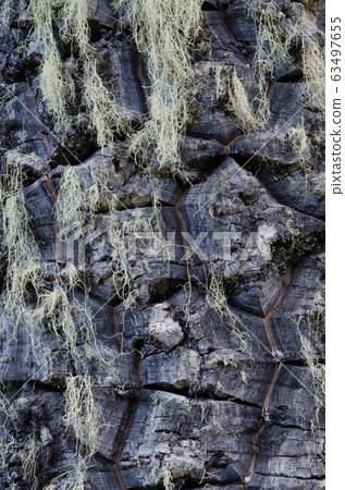Trunk of monkey puzzle tree with lichens. Trunk of monkey puzzle tree with lichens. 63497655