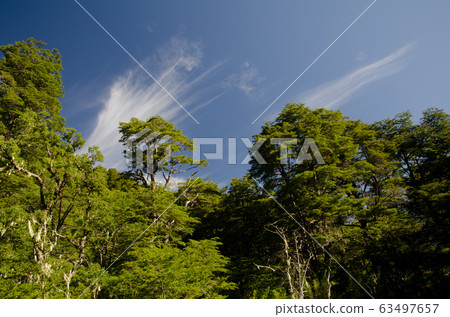 Forest with Dombey's beech Nothofagus dombeyi and clouds. Forest with Dombey's beech Nothofagus dombeyi and clouds. 63497657