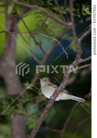 White-crested elaenia Elaenia albiceps chilensis on a tree. White-crested elaenia Elaenia albiceps chilensis on a tree. 63497682