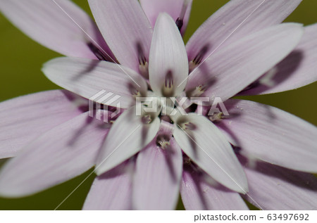 Flower of Leucheria lithospermifolia in the Conguillio National Park. Flower of Leucheria lithospermifolia in the Conguillio National Park. 63497692
