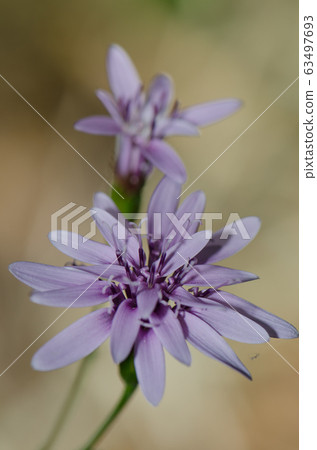 Flowers of Leucheria lithospermifolia in the Conguillio National Park. Flowers of Leucheria lithospermifolia in the Conguillio National Park. 63497693