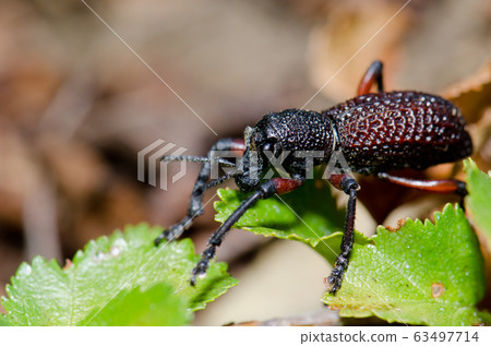 Beetle Aegorhinus vitulus in the Conguillio National Park. 63497714
