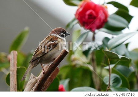 麻雀,唾液,鱸魚 麻雀,唾液,鱸魚 63497716