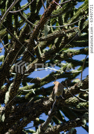 Chimango caracara on a monkey puzzle tree. Chimango caracara on a monkey puzzle tree. 63497721