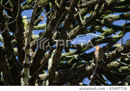 Chimango caracara on a monkey puzzle tree. Chimango caracara on a monkey puzzle tree. 63497726
