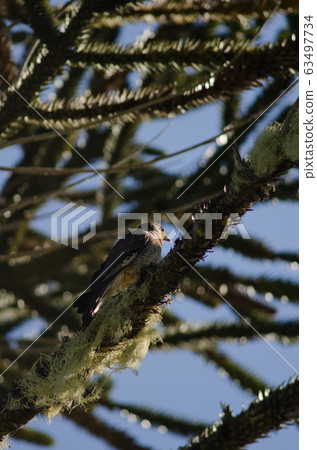 Chimango caracara on a monkey puzzle tree. Chimango caracara on a monkey puzzle tree. 63497734