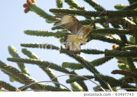 Chimango caracara taking flight next to monkey puzzle tree. 63497743