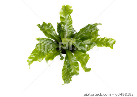 Fern Asplenium nidus Fern Asplenium nidus 63498192
