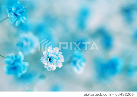Blue gypsophila or baby's-breath flowers 63498206