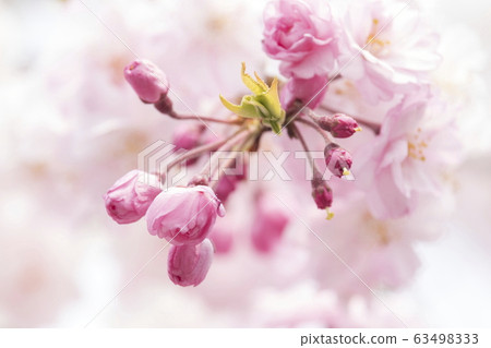 春天形象_櫻花 63498333