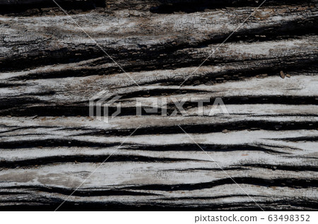 Detail of a trunk of dead tree. 63498352