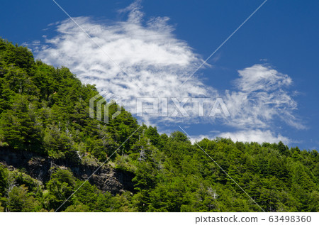 Forest and clouds in the Conguillio National Park. Forest and clouds in the Conguillio National Park. 63498360