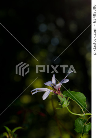 Flower of Chilean climbing gazania Mutisia ilicifolia. Flower of Chilean climbing gazania Mutisia ilicifolia. 63498396