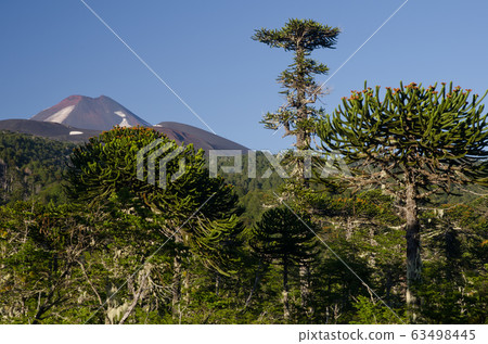 Monkey puzzle trees and Llaima volcano in the background. 63498445