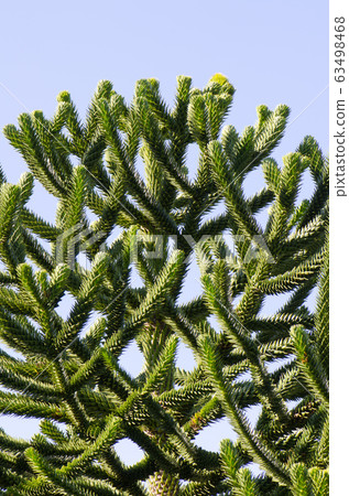 Branches of monkey puzzle tree Araucaria araucana. 63498468