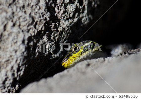 Male of jewel lizard to the entrance of its den under a rock. Male of jewel lizard to the entrance of its den under a rock. 63498510