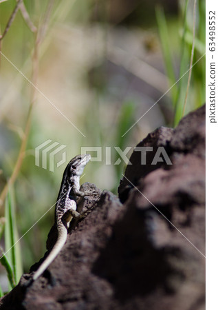 Female of jewel in the Conguillio National Park. 63498552