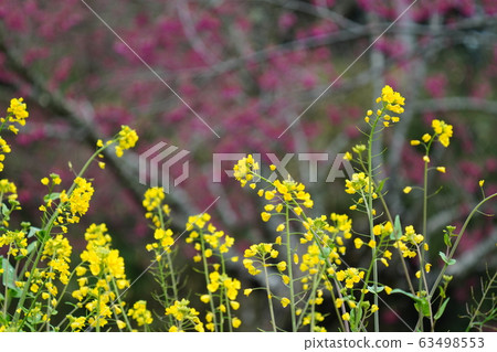 Rape blossoms, February, cold scarlet cherry, full bloom 63498553