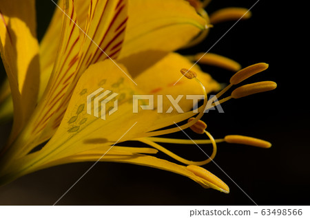 Flower of Peruvian lily Alstroemeria aurea and aphids. Flower of Peruvian lily Alstroemeria aurea and aphids. 63498566