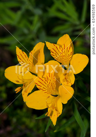 Flowers of Peruvian lily Alstroemeria aurea in the Conguillio National Park. 63498569
